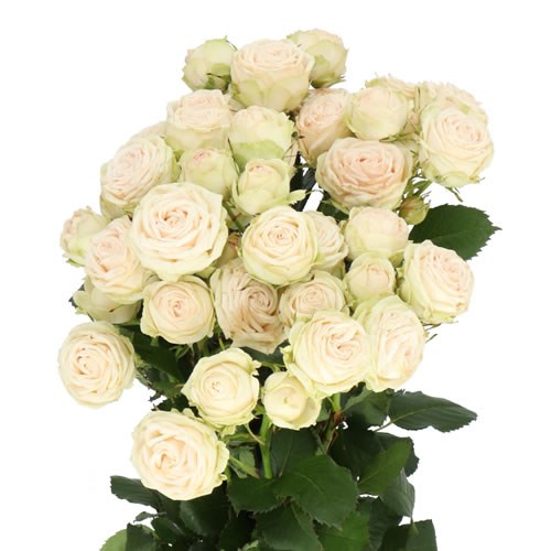 ROSE SPRAY GALINA