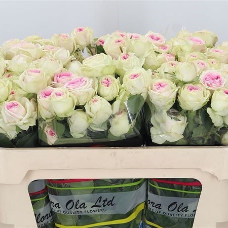 ROSE SPRAY GELATO