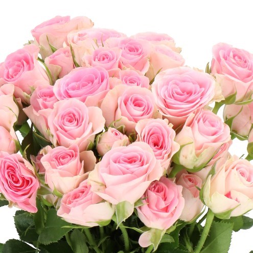 ROSE SPRAY GOOD MOOD (SMALL HEADS)