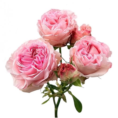 ROSE SPRAY GOSSIP GIRL