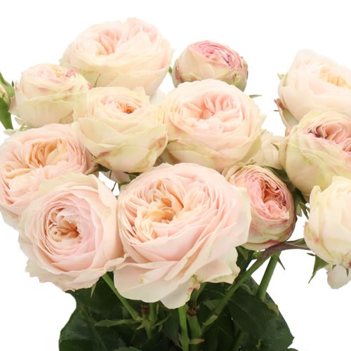 Rose　美月Ｓ ROSE SPRAY GRANDMAS FINEST ROMY 50cm | Wholesale Dutch Flowers