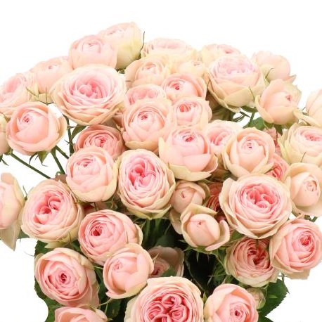 ROSE SPRAY GRANDMAS KATY