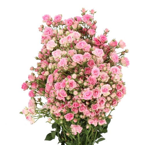 ROSE SPRAY GYPSY 60cm | Wholesale Dutch Flowers & Florist