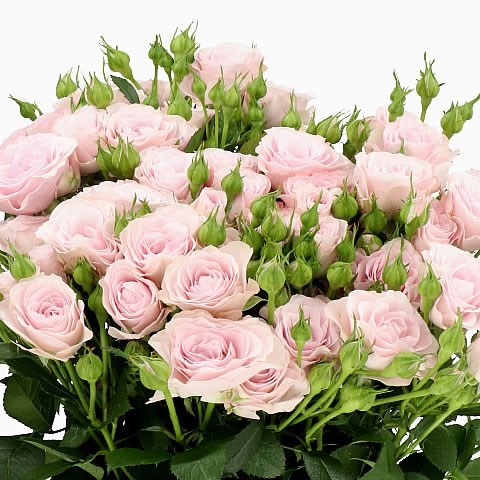 ROSE SPRAY INNOCENCIA IN PINK