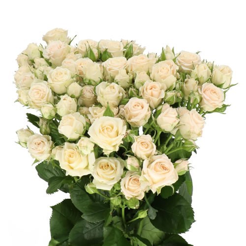 ROSE SPRAY JANA