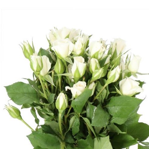 ROSE SPRAY JEANINE (SMALL HEADS)