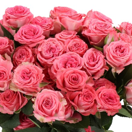 ROSE SPRAY JESSY