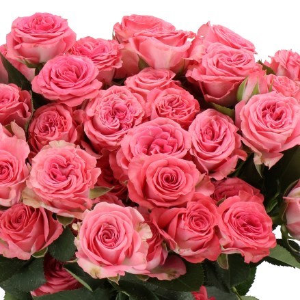 ROSE SPRAY JESSY (V SMALL)