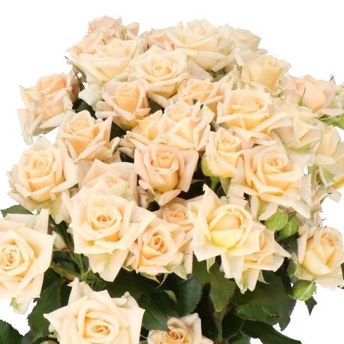ROSE SPRAY JUSTINE