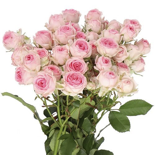 ROSE SPRAY KATE-LYNN (SMALL HEADS)