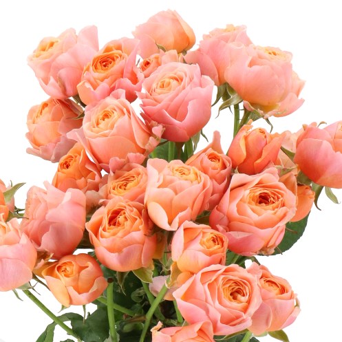 ROSE SPRAY KEIJSERS CORAL