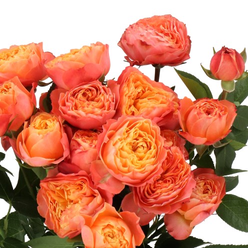 ROSE SPRAY LA MANDARINA