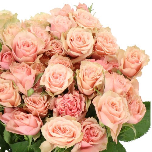 ROSE SPRAY LATOYA