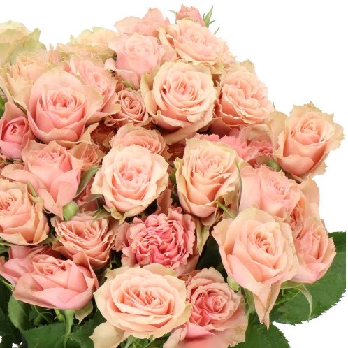 ROSE SPRAY LATOYA