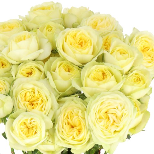 ROSE SPRAY LEMON TRENDSETTER