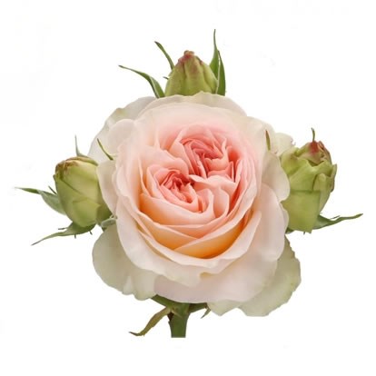ROSE SPRAY LORENA SUMMERHOUSE