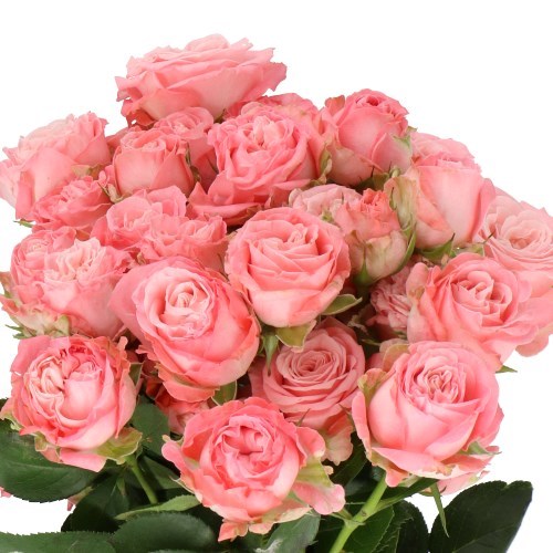 ROSE SPRAY MADAM BOMBASTIC