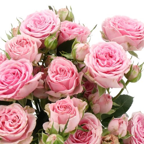 ROSE SPRAY MADAM SOFIE (SMALL HEADS)