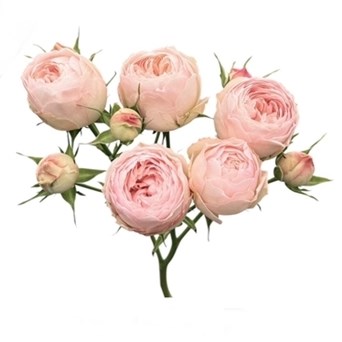 ROSE SPRAY MANSFIELD PARK