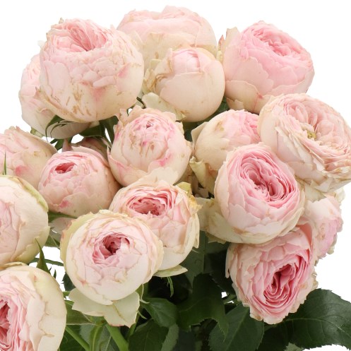 ROSE SPRAY MANSFIELD PARK