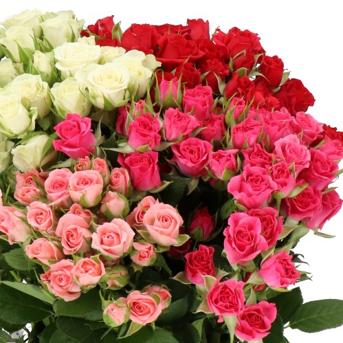 ROSE SPRAY MIX (SMALL HEADS)