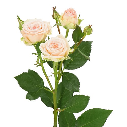ROSE SPRAY MORNING STAR