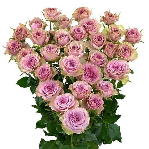 ROSE SPRAY MOTOWN 50cm | Wholesale Dutch Flowers & Florist Supplies UK