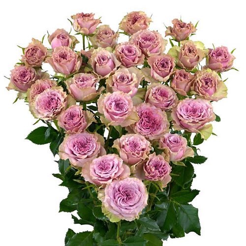ROSE SPRAY MOTOWN