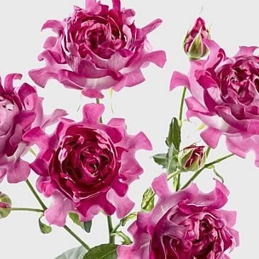 ROSE SPRAY NEW LOOK
