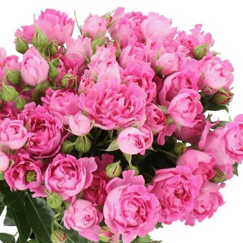 ROSE SPRAY NEW LOOK