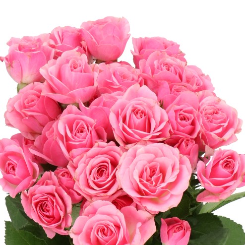 ROSE SPRAY ONE TOP