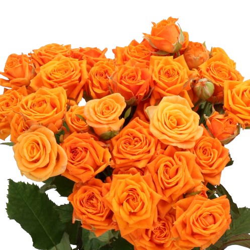 ROSE SPRAY ORANGE QUEEN