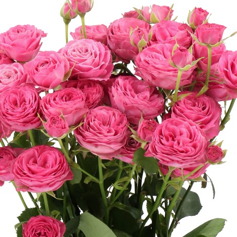 ROSE SPRAY PARADOX