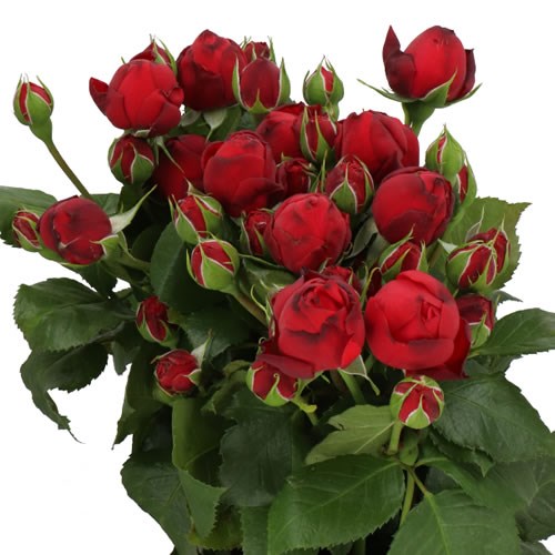 ROSE SPRAY PIANO FREILAND