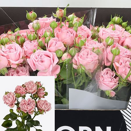 ROSE SPRAY PINK FLOW