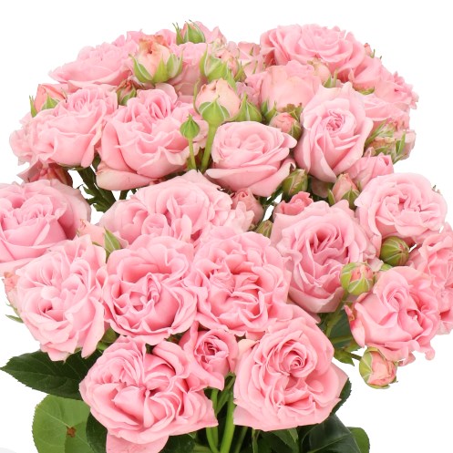 ROSE SPRAY PINK FLOW