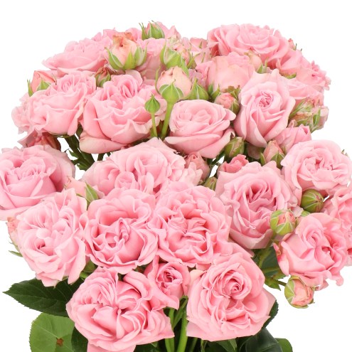 ROSE SPRAY PINK FLOW