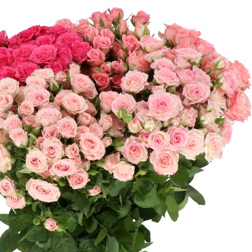 ROSE SPRAY PINK MIX (SMALL HEADS)