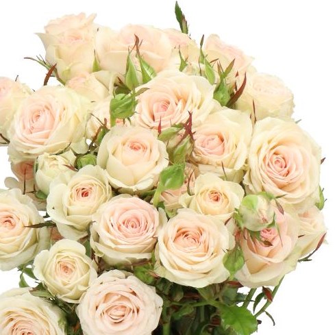 rose. プロフ必読！ ROSE SPRAY PINKY PROMISE 60cm | Wholesale Dutch Flowers