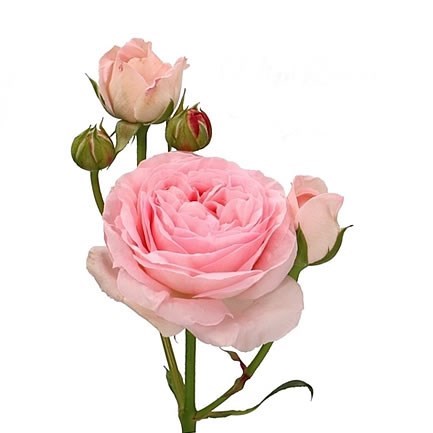 ROSE SPRAY POMPONE SUMMERHOUSE