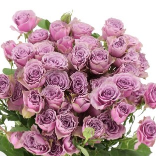 ROSE SPRAY PURPLE SKY