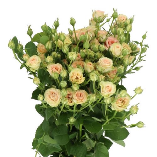 ROSE SPRAY ROMANTIC PEPITA