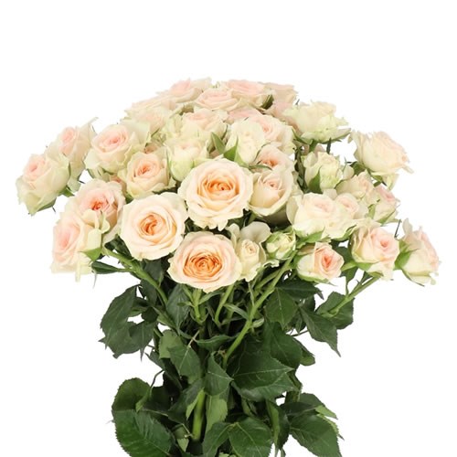 ROSE SPRAY ROSANELLA