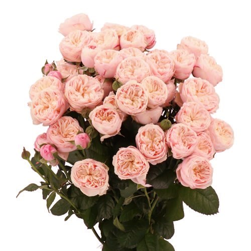 ROSE SPRAY ROYAL BLUSH