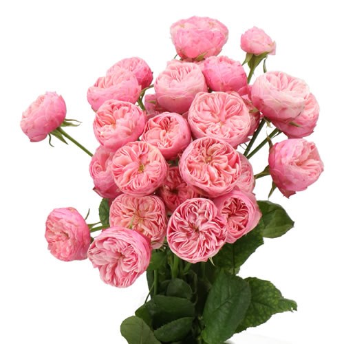 ROSE SPRAY ROYAL BLUSH JOY