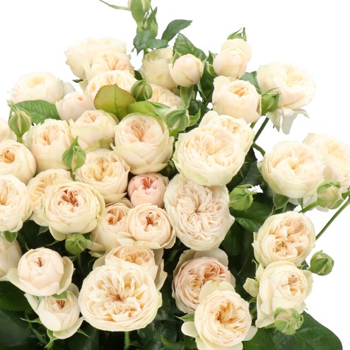 ROSE SPRAY ROYAL CHAMPAGNE