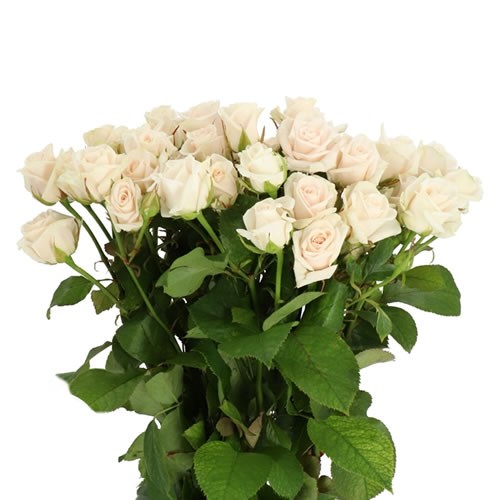 ROSE SPRAY ROYAL PORCELINA