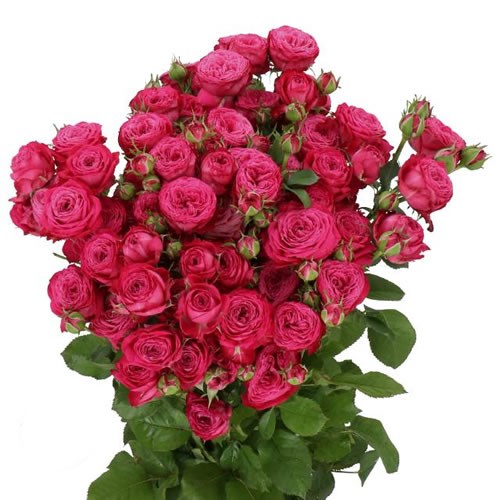 ROSE SPRAY RUSH (SMALL HEADS)