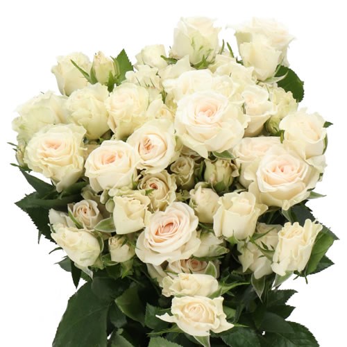 ROSE SPRAY SNOWDRIFT (SMALL HEADS)