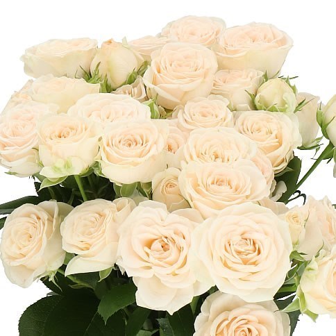 ROSE SPRAY SOFIE